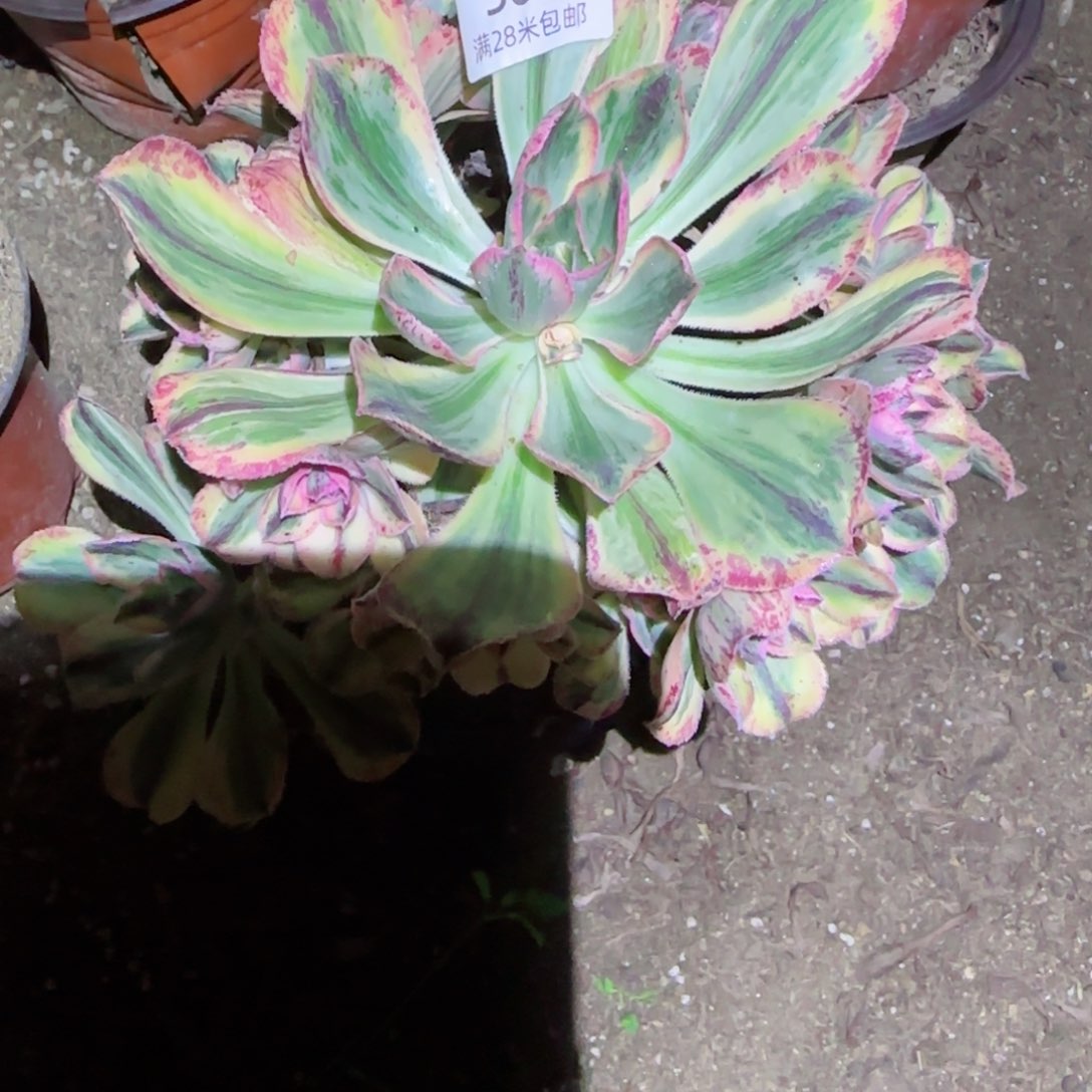 青花瓷法师多肉503