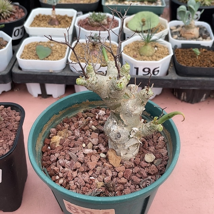 赵***坨894产地棒叶万物想