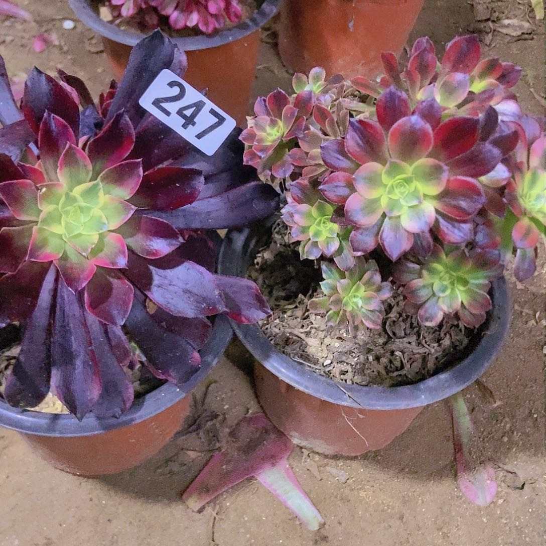 247两个老庄朵朵特价不周正有