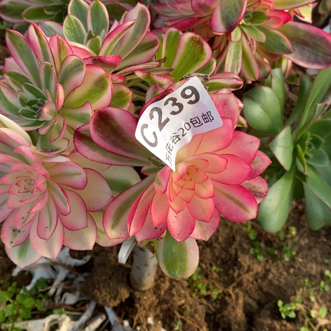 239倾城砍过多肉植物