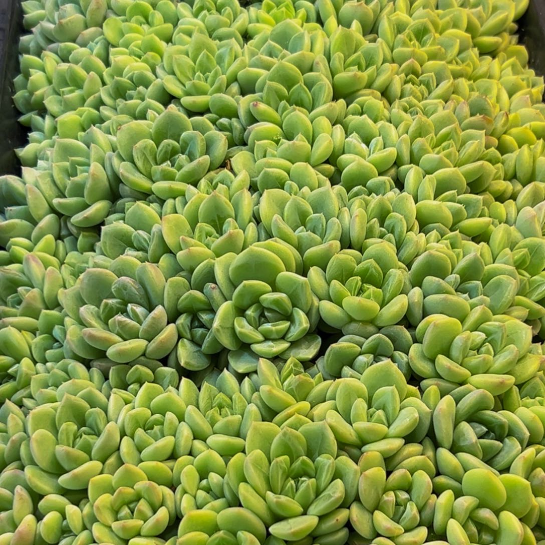 083多肉葡萄的价格是多少