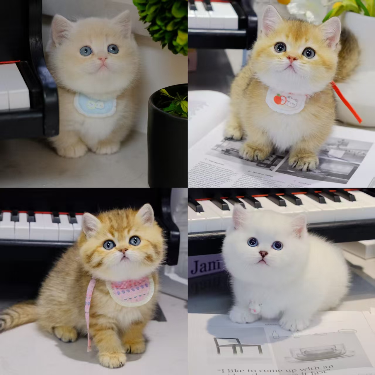 【肉垫猫舍】专用活体宠物猫咪全款链接