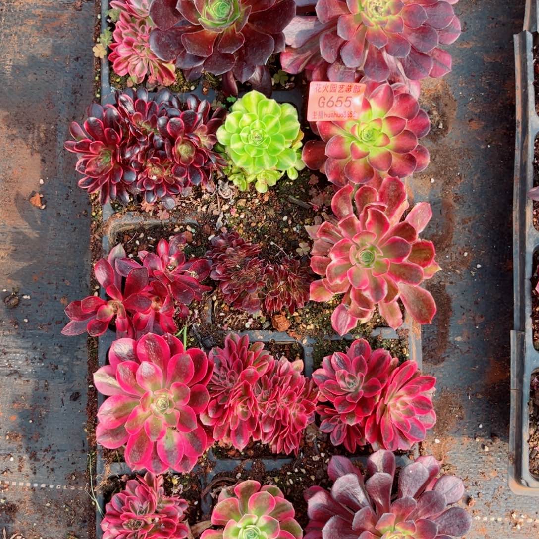 穴盘655多肉植物