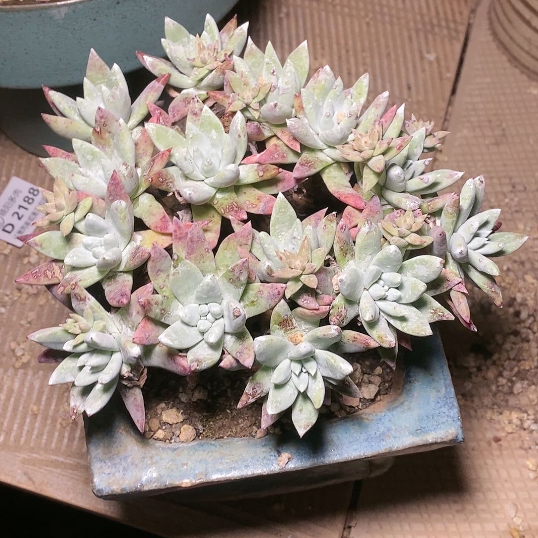 【闪购商品】哈哈哈流丹白姆多肉2263