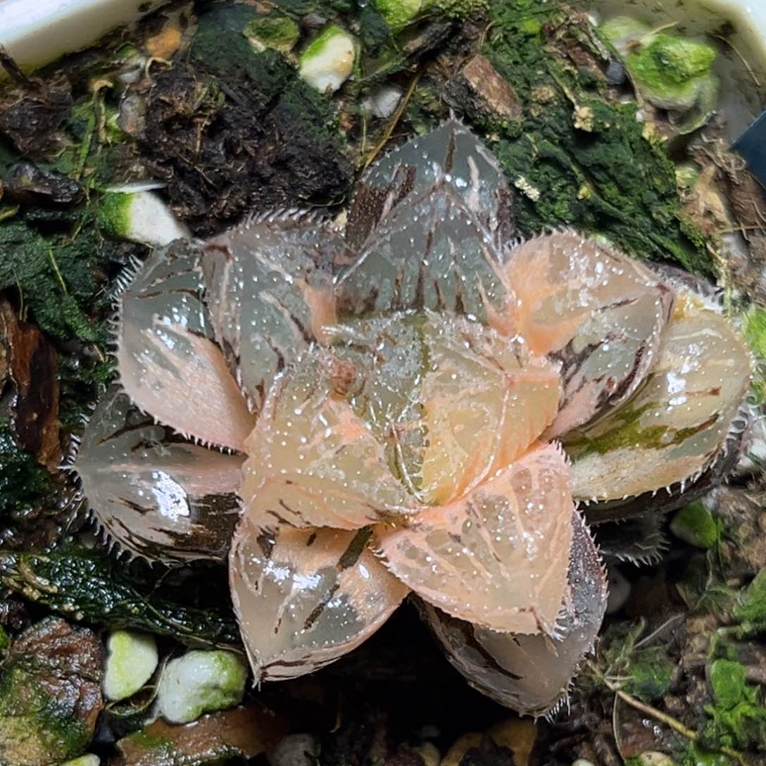 恭喜发财大吉大利0293