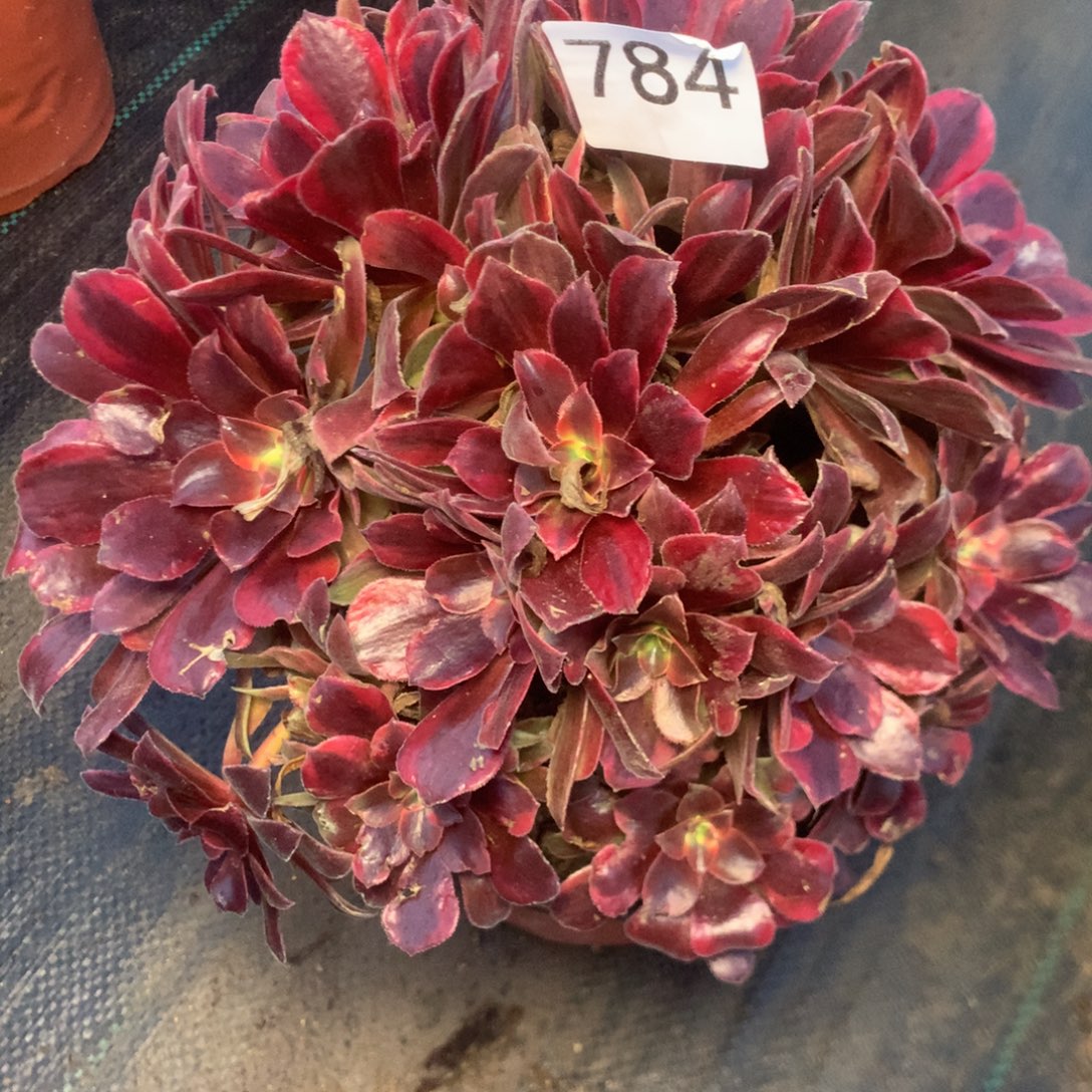 784蒙娜丽沙多肉植物