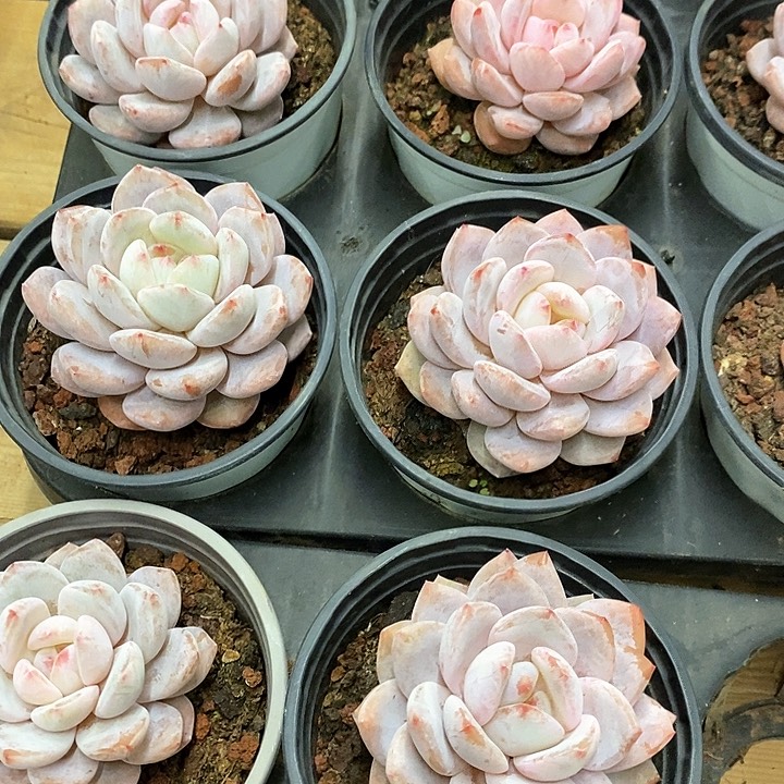 83。雪天使。单头。