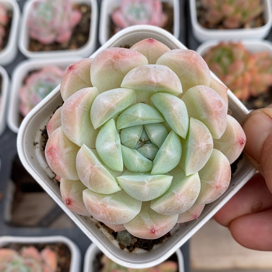 精品多肉一物一拍不包整126