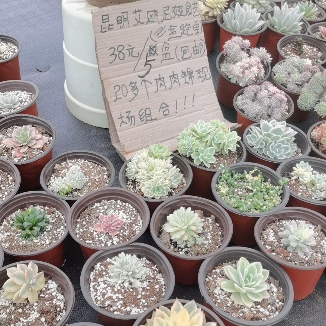 不同品种肉肉5盆包邮（不包偏远地区）