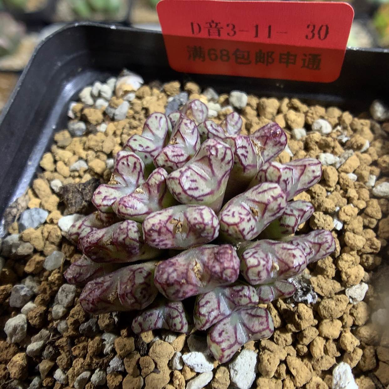 【闪购商品】3-11-30 超级小t一群 80
