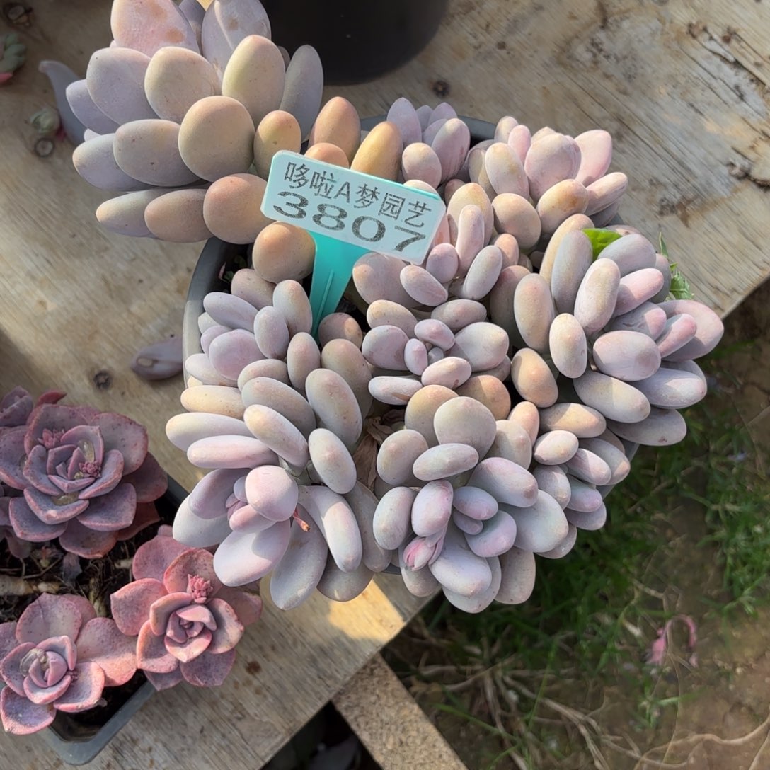 若*开开心心每一天3807