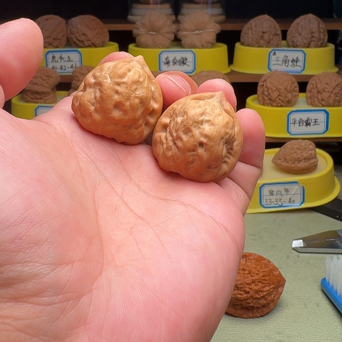 把件文玩核桃古蝉36全品精对无黄尖