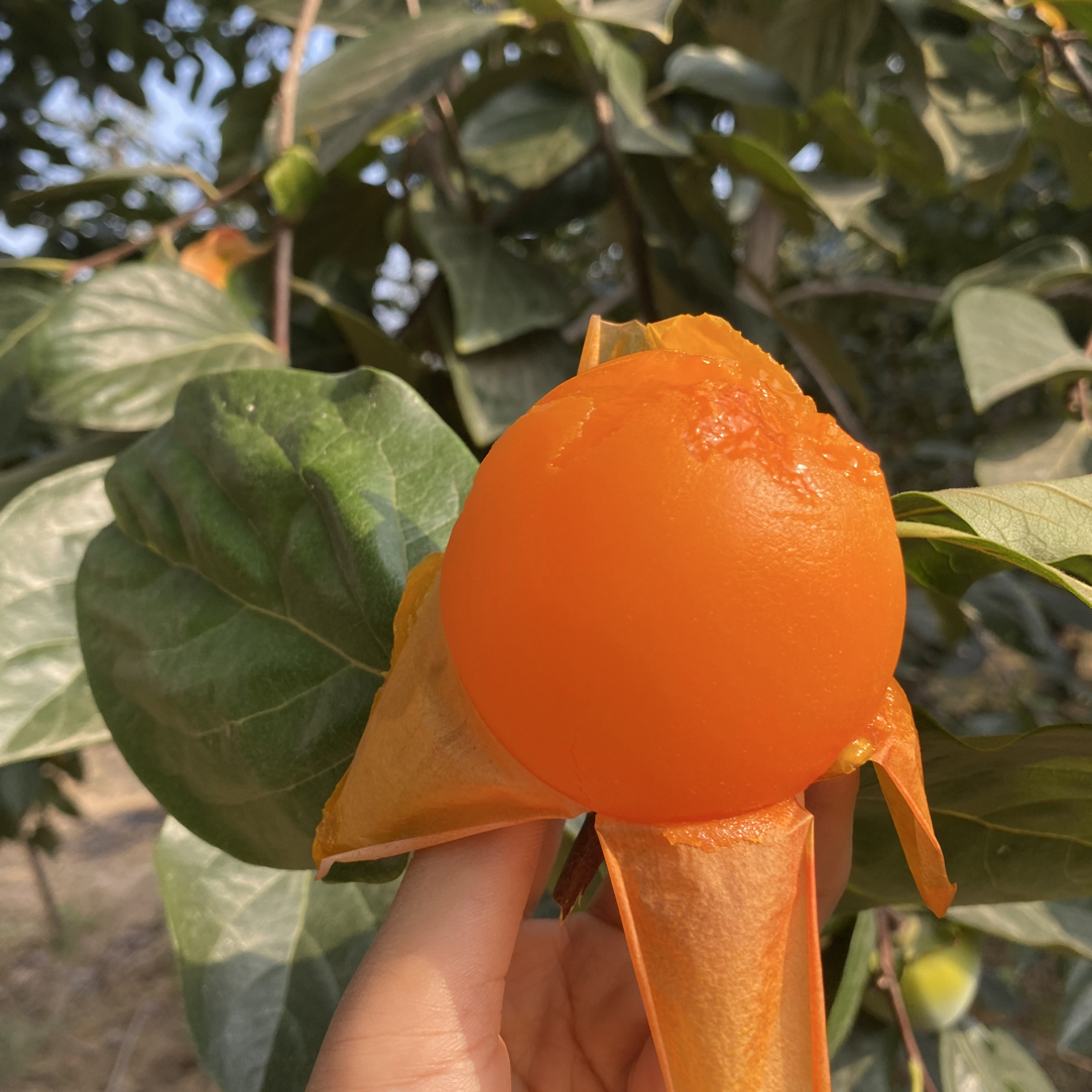 【硬果发货放软食用】陕西富平尖柿软柿子软糯香甜爆浆流心12/16枚