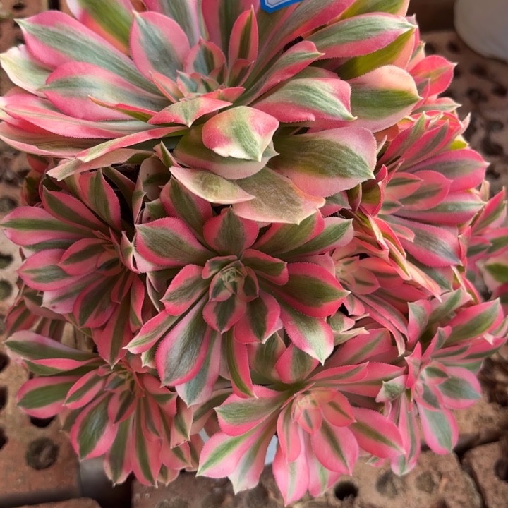 粉仙多肉法师不包损68