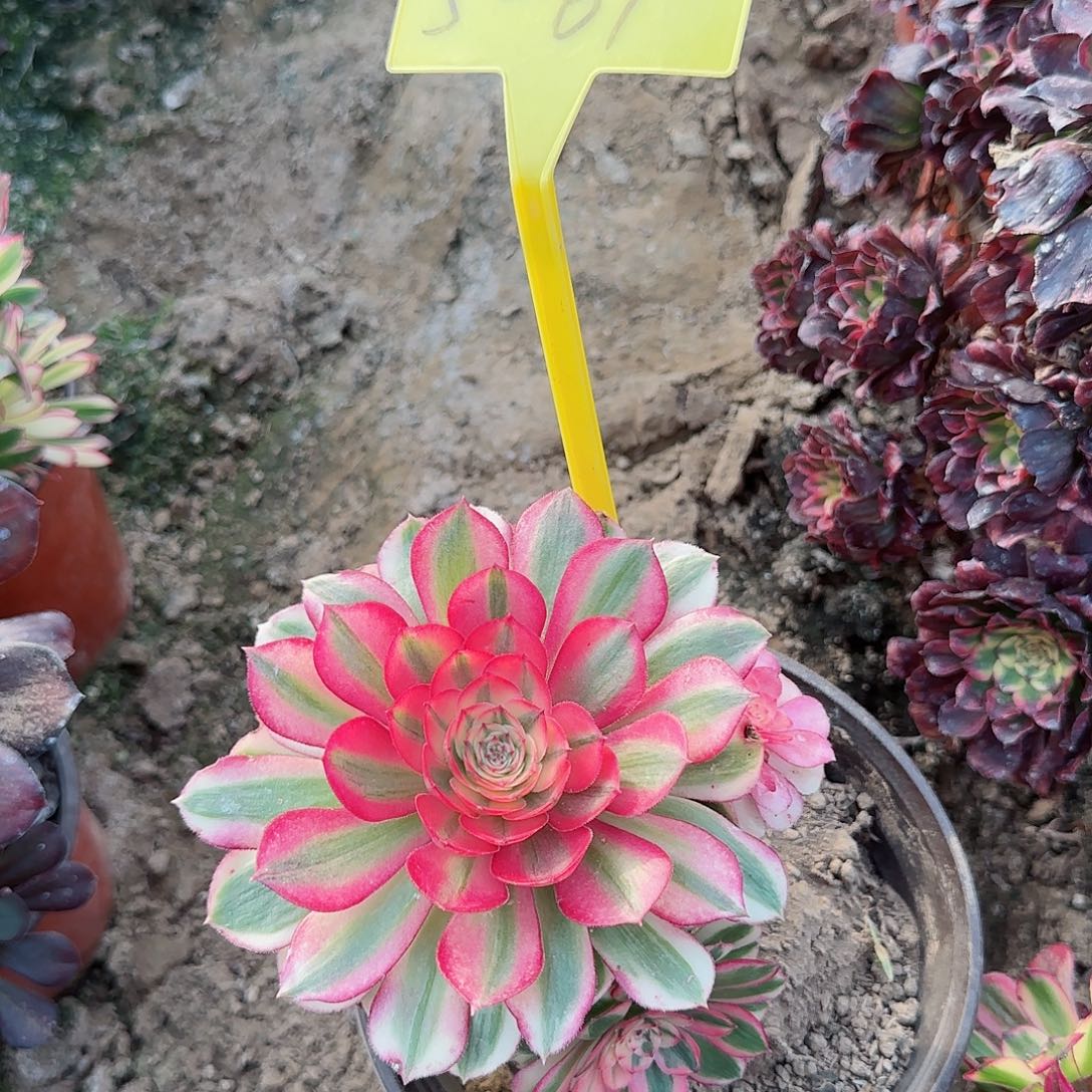 5-61+-多头多肉植物倾城