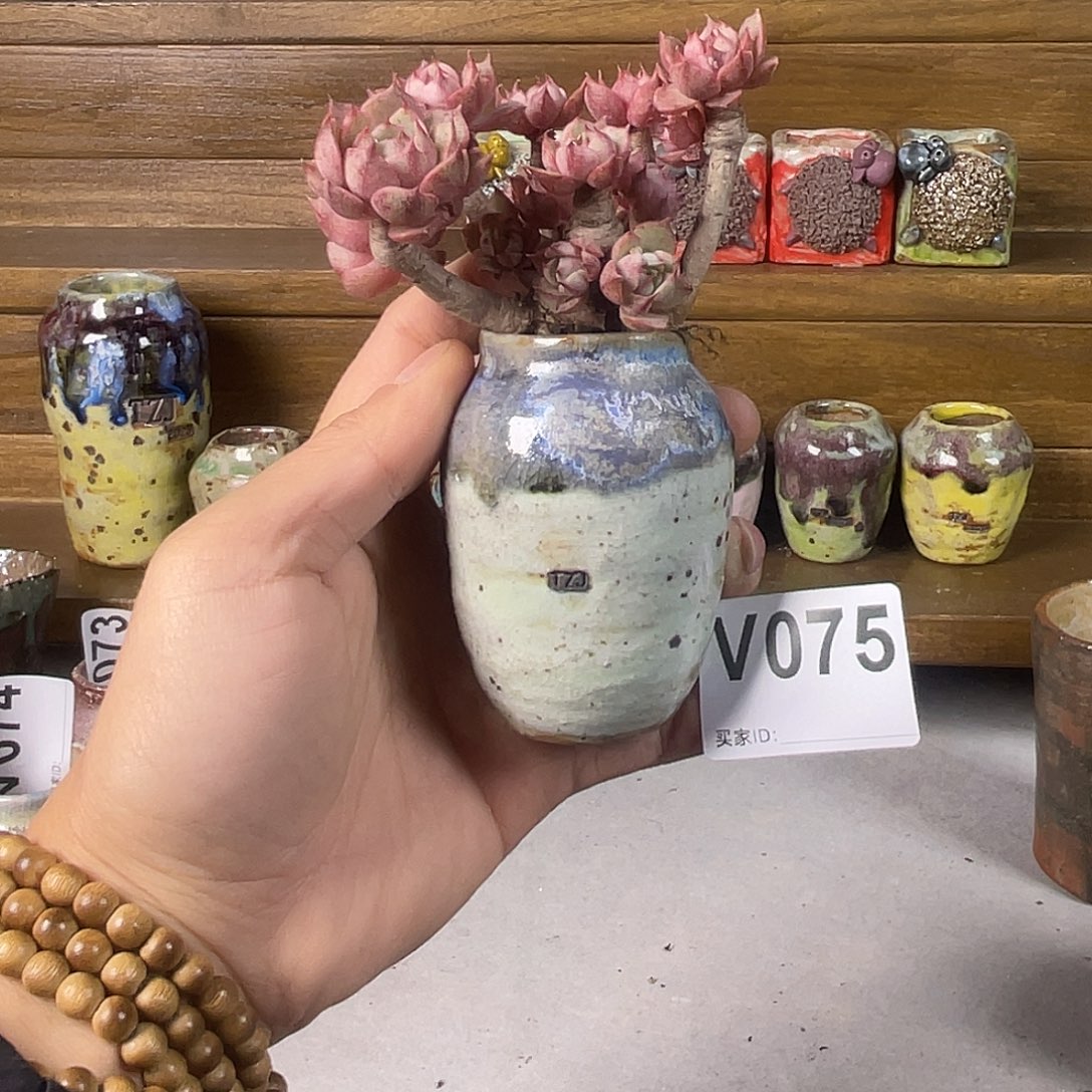 坛子姐多肉花盆内口3不含肉