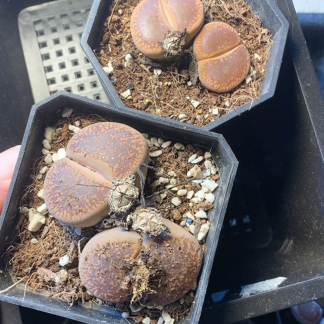 蓝**～E98多肉植物保护研究所