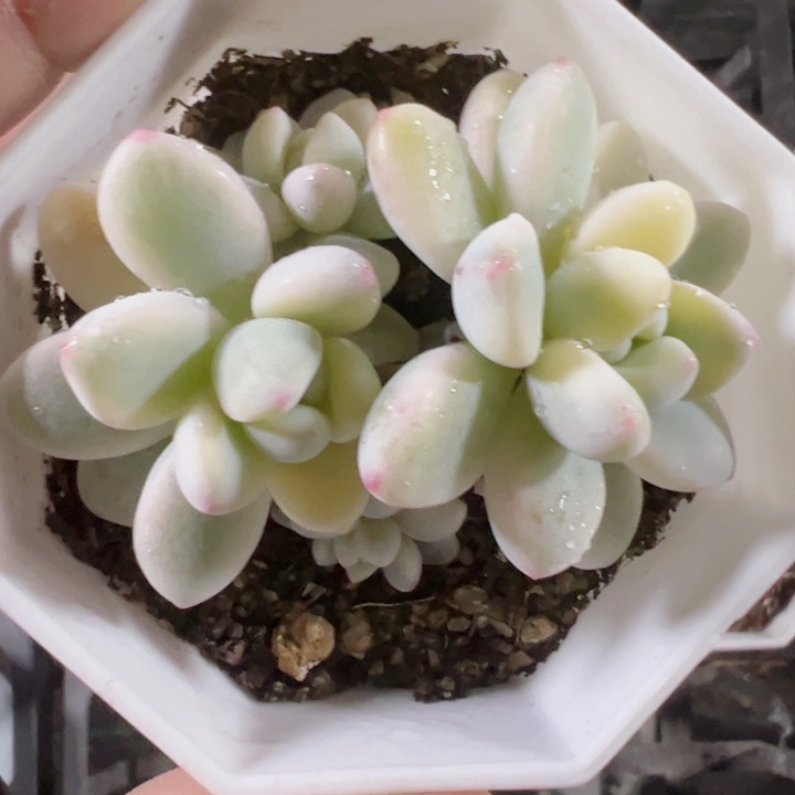 劳尔锦精品多肉植物