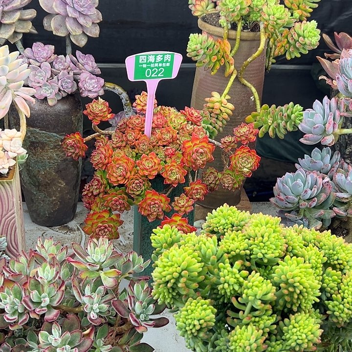 花***圆蒂亚多肉植物提取022号