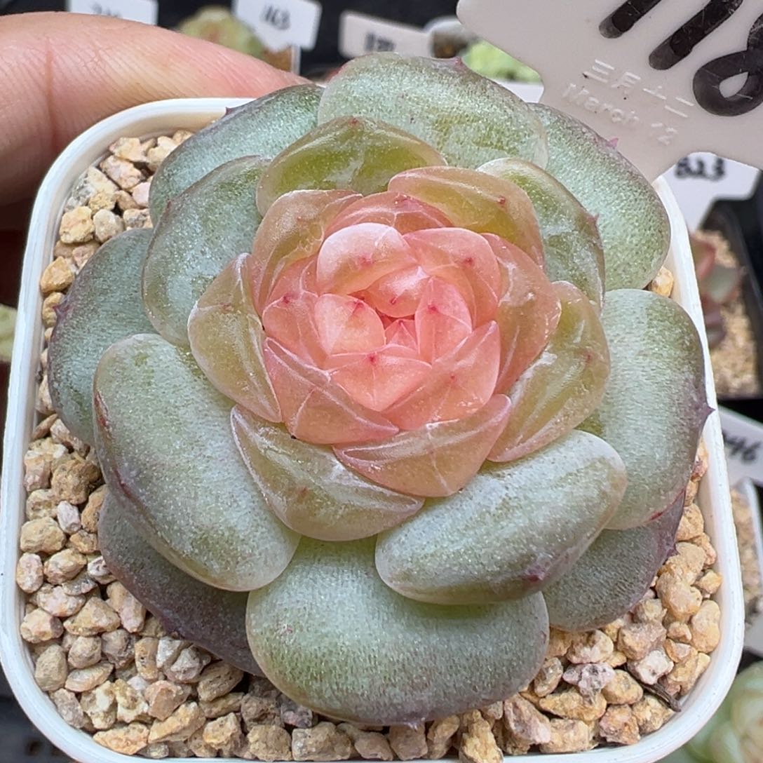 118号纯牛奶 晗雨多肉