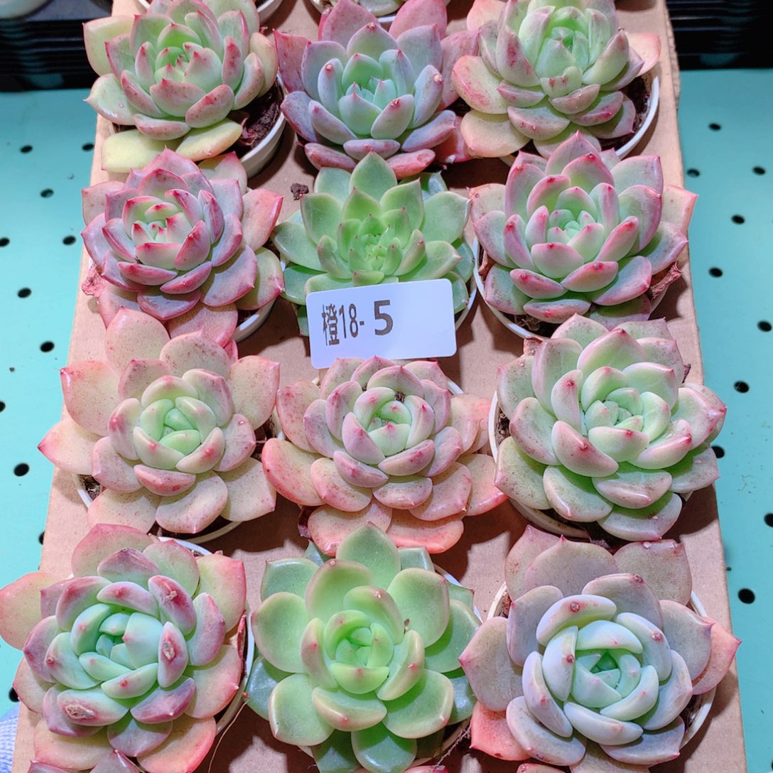 18-5一物一拍多肉带盆18颗