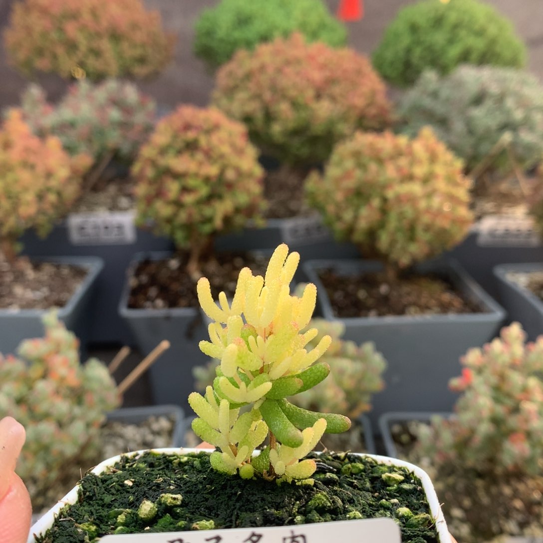 c363糖球粉锦枝干番杏