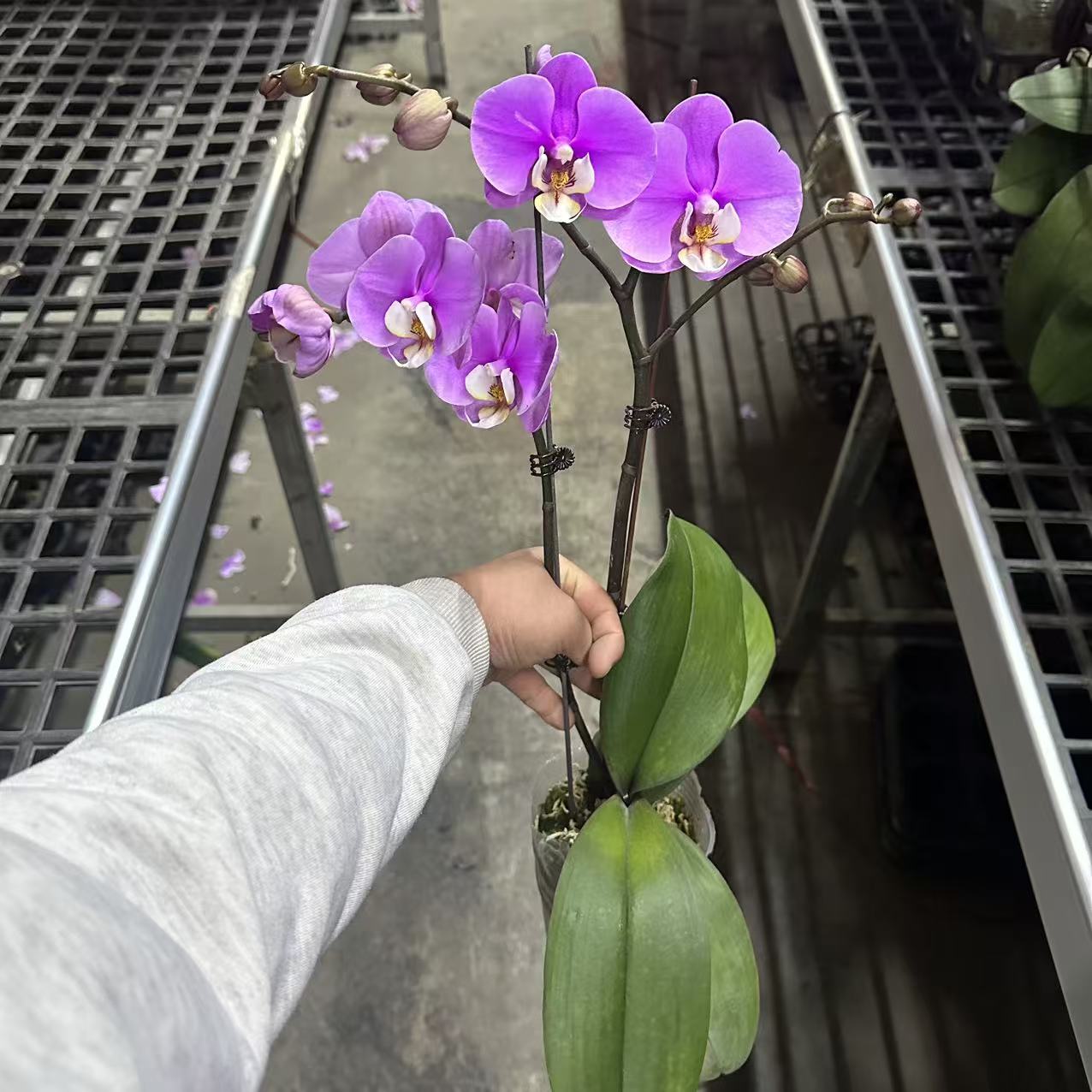 蝴蝶兰【安娜】双花剑 淡雅色带花  广州基地直发