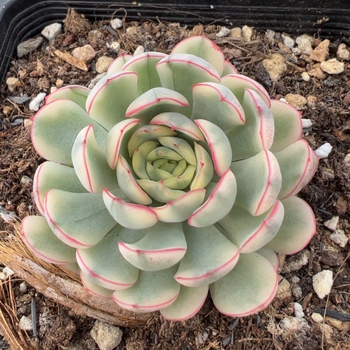 梦幻玫瑰白锦一物一拍锦龙