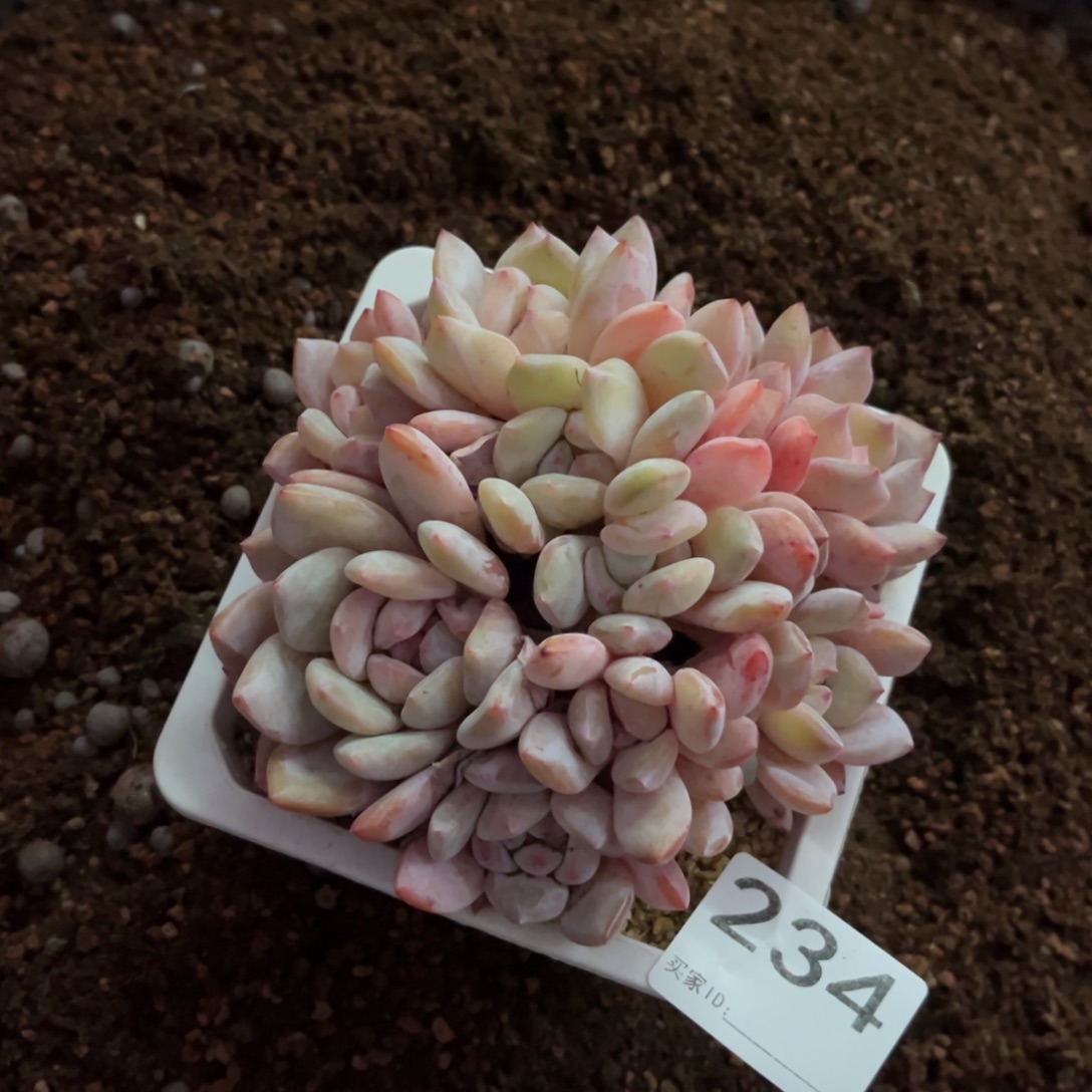 漪***漪234号新疆西藏内蒙古不包邮