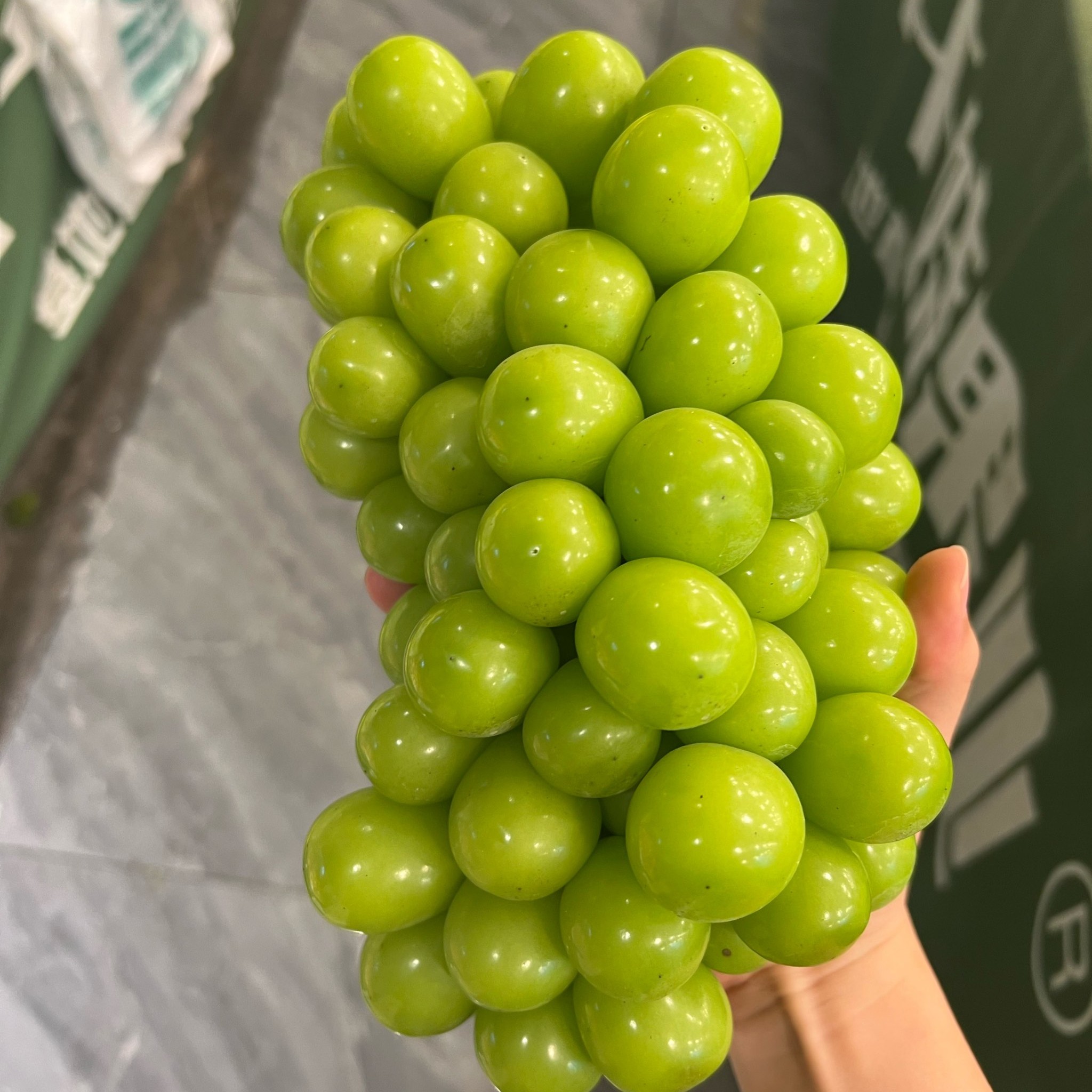 阳光玫瑰 葡萄 1000g/份云南省