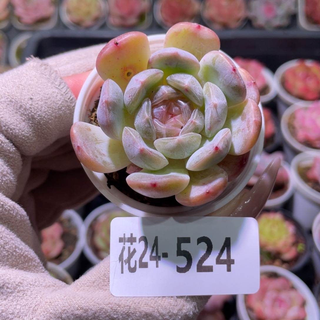 花利美24-524白色恋人