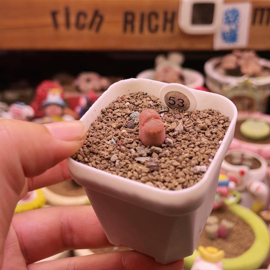 53号粉色小胖子风玲