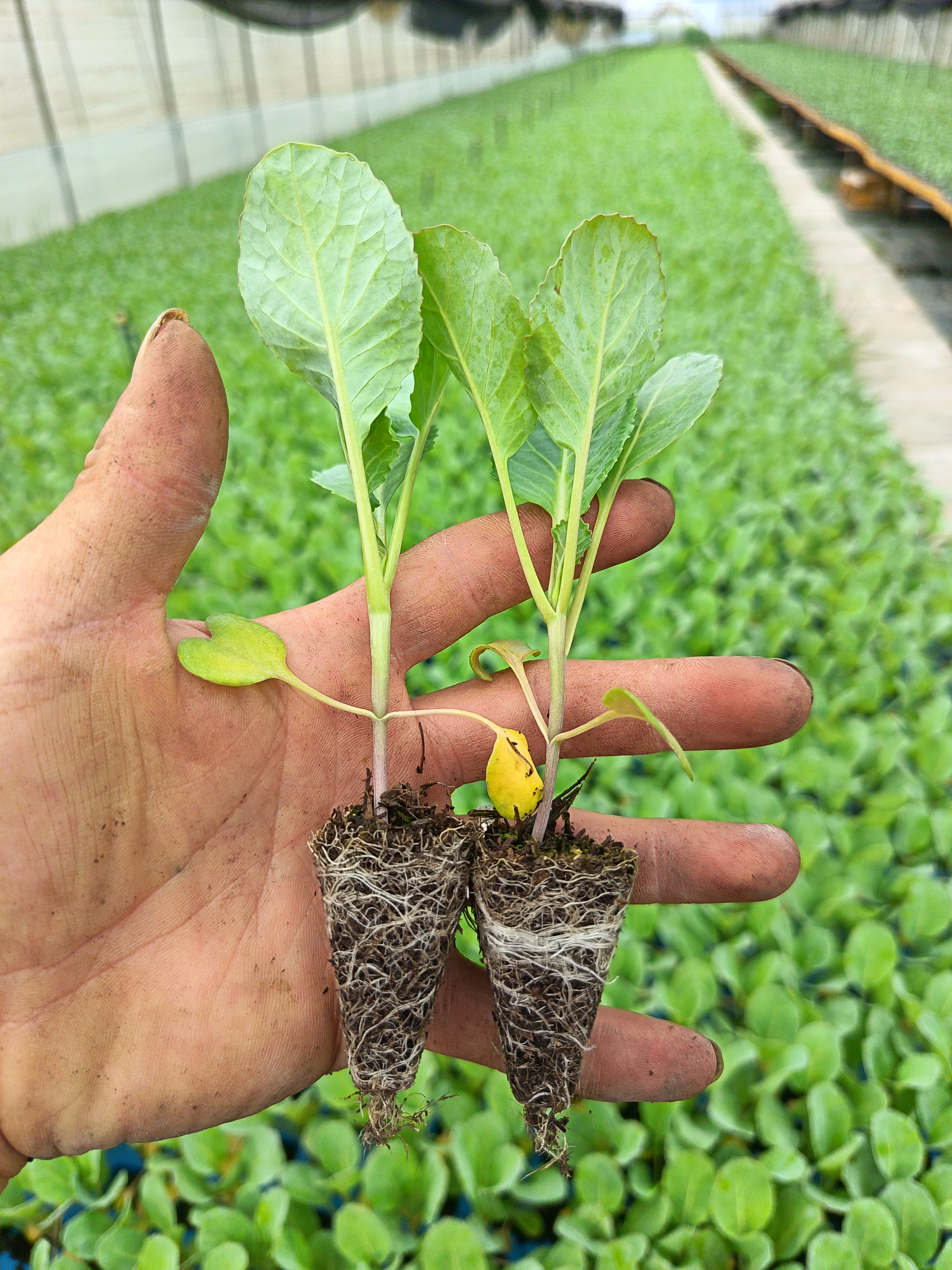 京白菜京丰一号莲花白