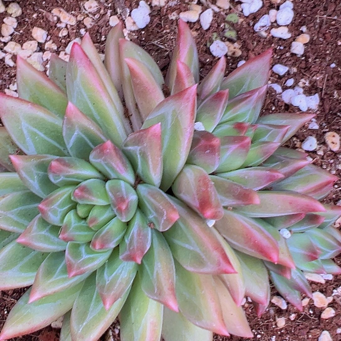 肉肉5555555566666666