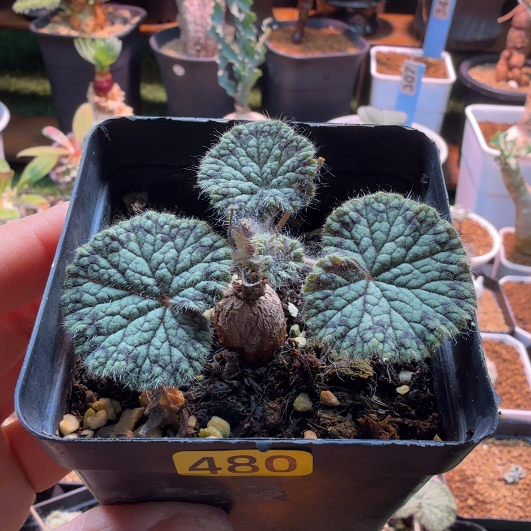 不***好圆叶洋葵480 仙人掌