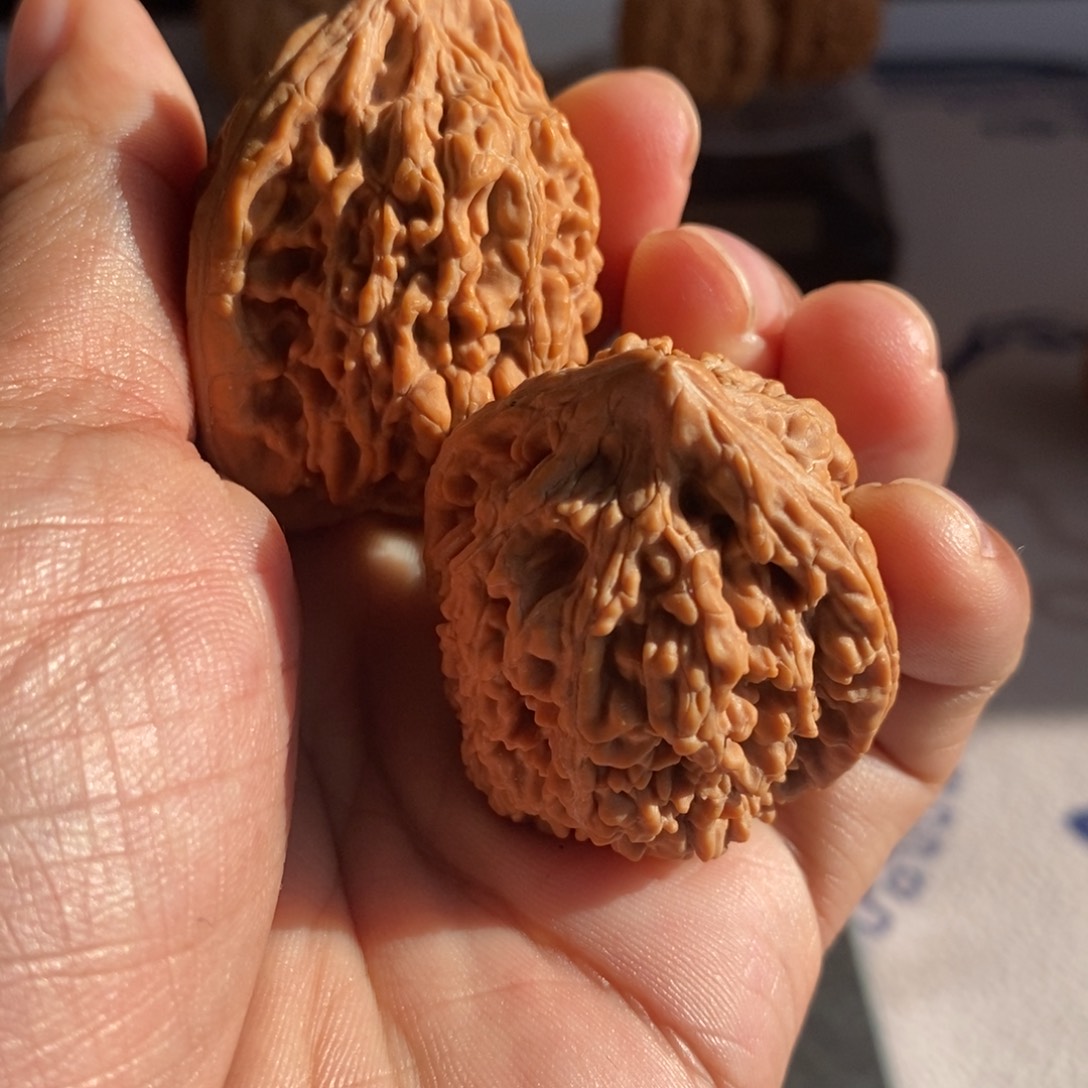 子***东大叶紫檀（黑酸枝木类）粗筋蚂蚁王