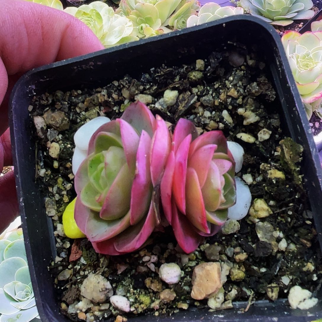 醉红颜 非偏远包邮 多肉