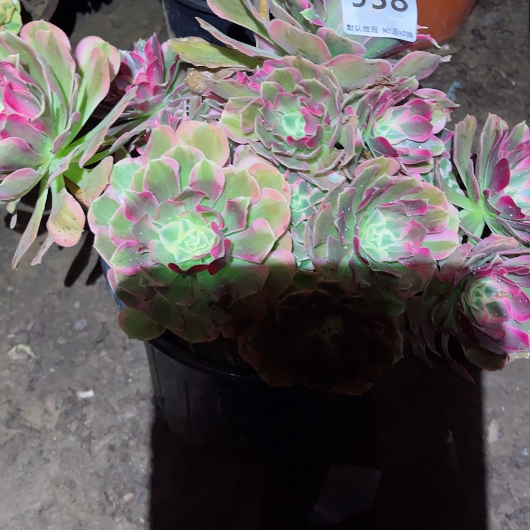 无花朵多肉植物938