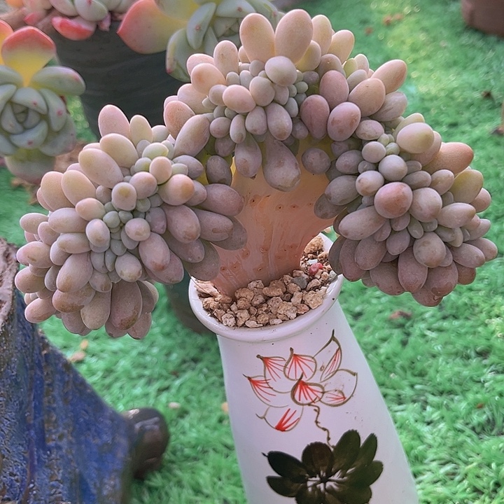 粉恋缀25135多肉植物