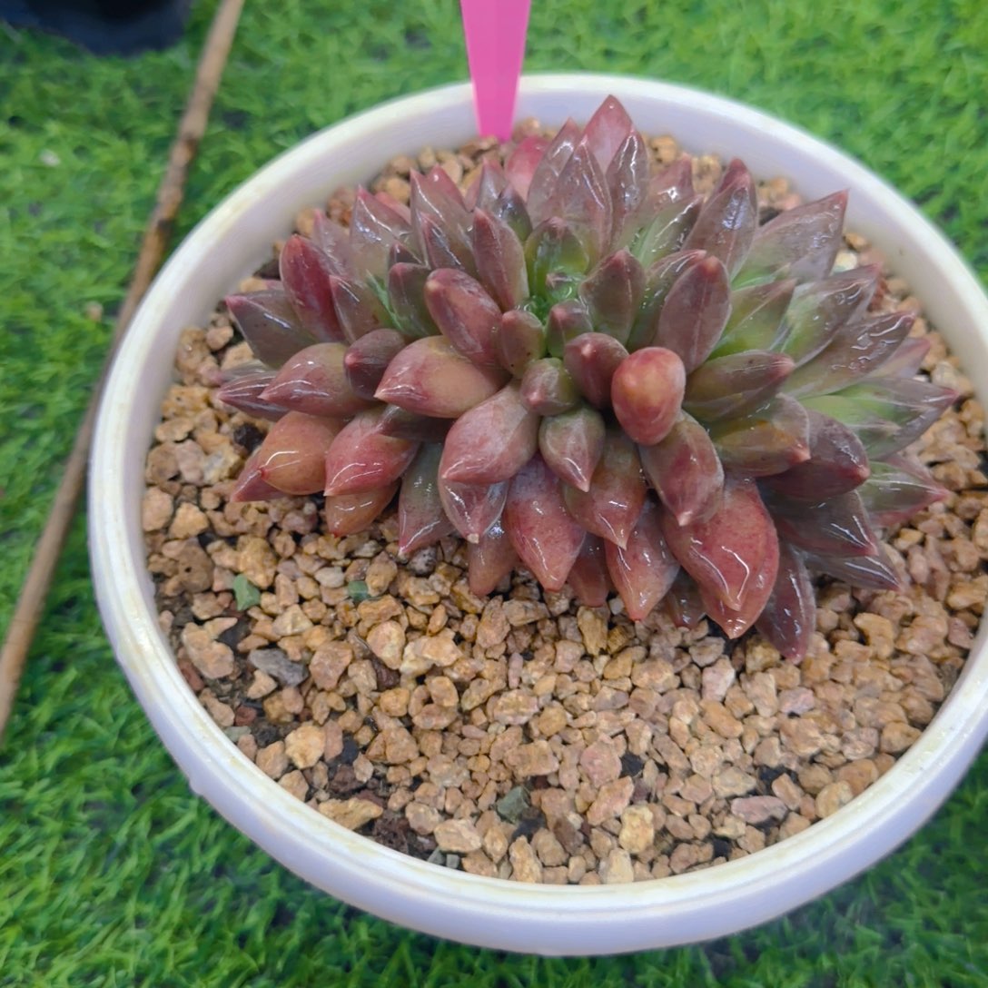 .***এ重楼朵朵缀化一物一拍