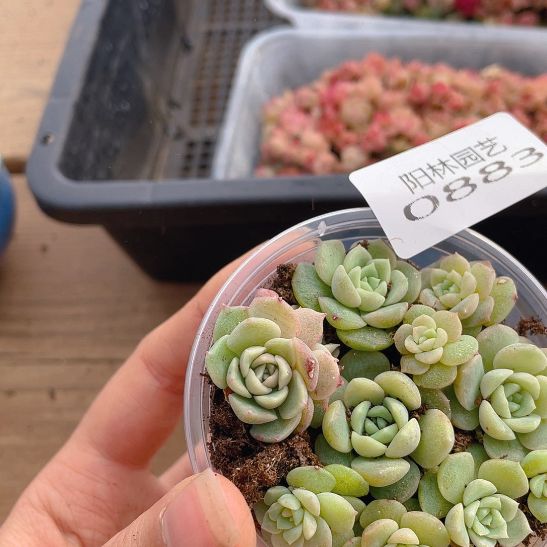 *****多肉植物多肉植物883