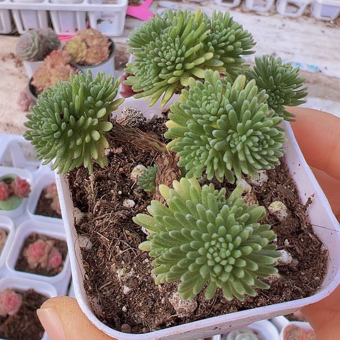 球松19包邮多肉植物