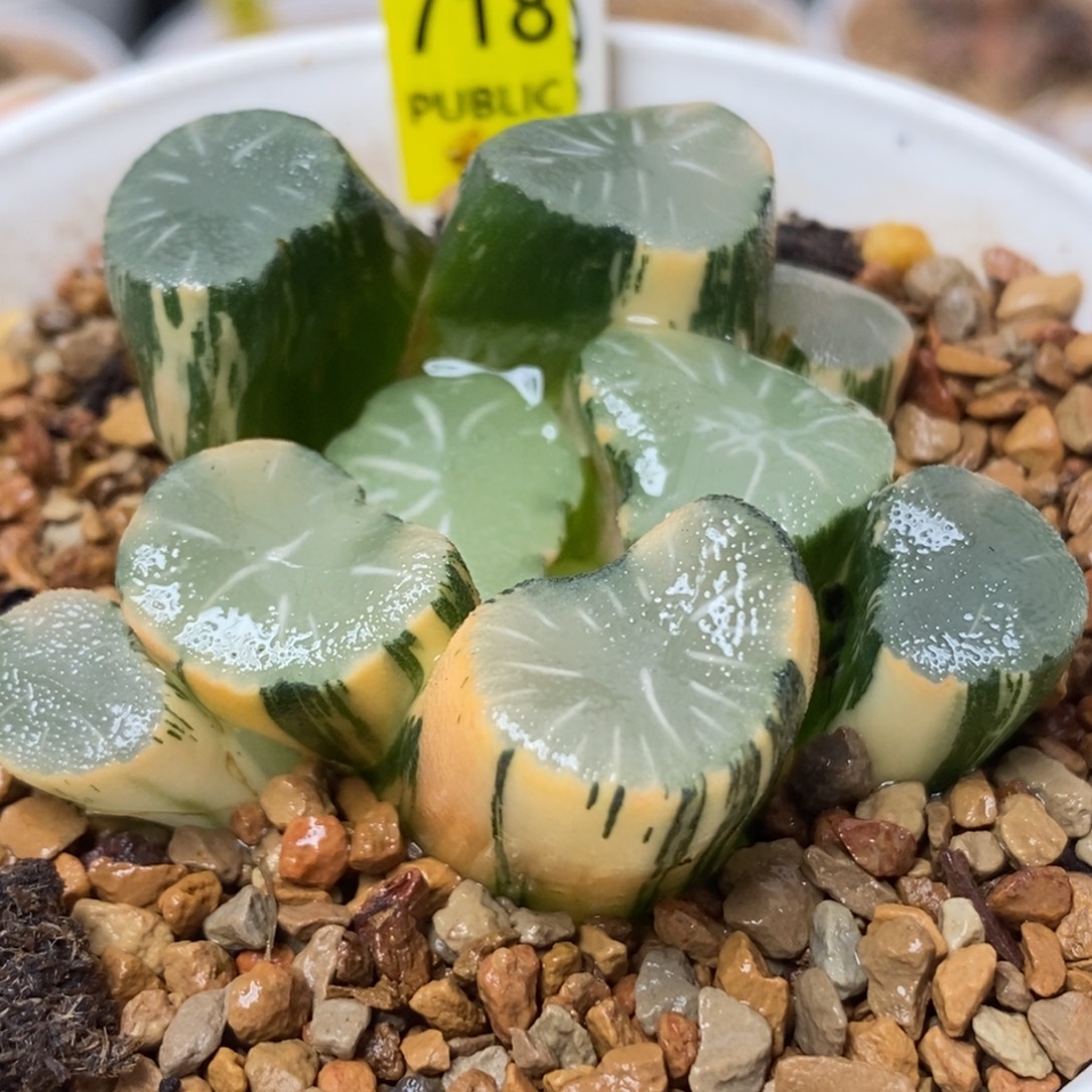 718欧大宝实生万象锦一物一拍