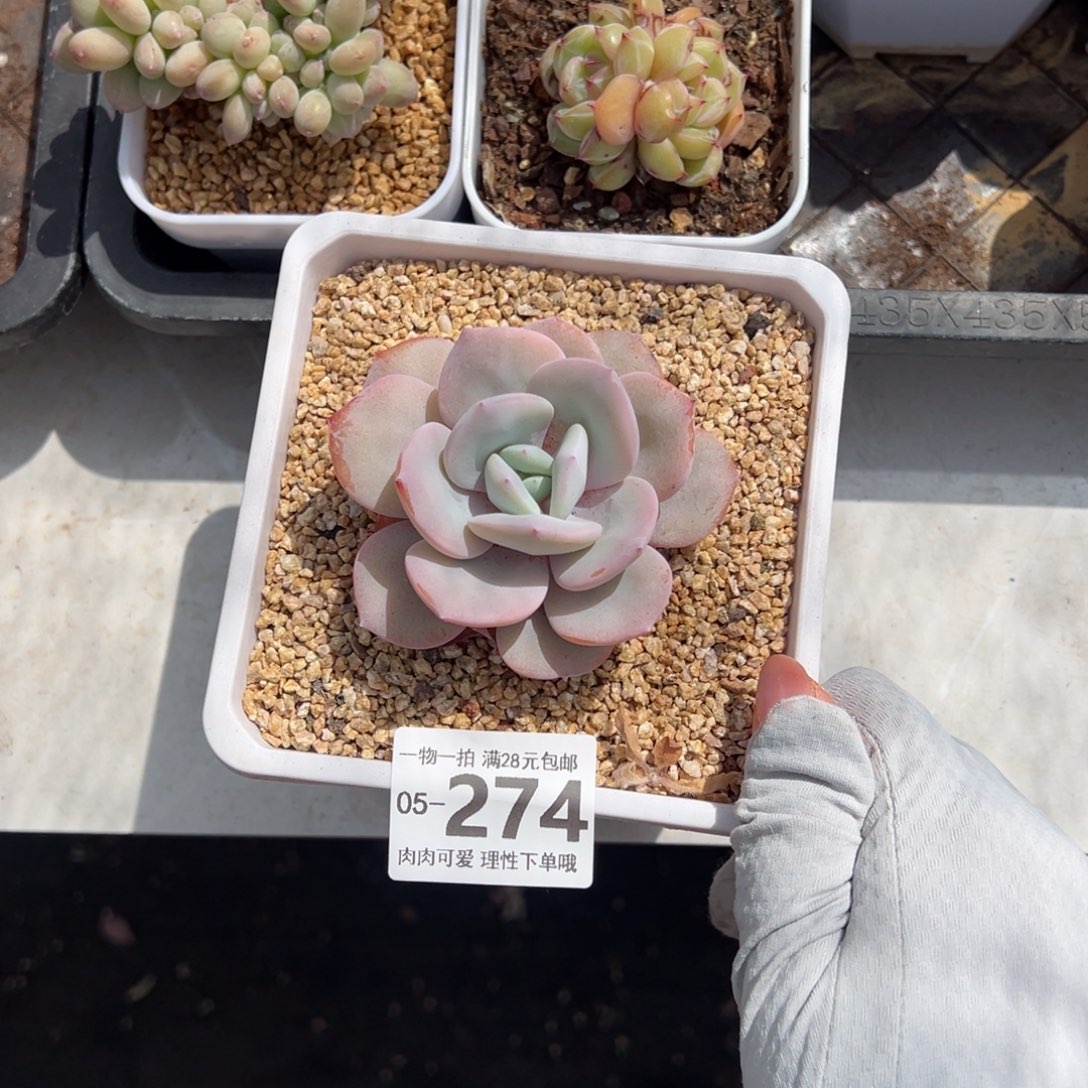 奶茶，多肉多肉多肉