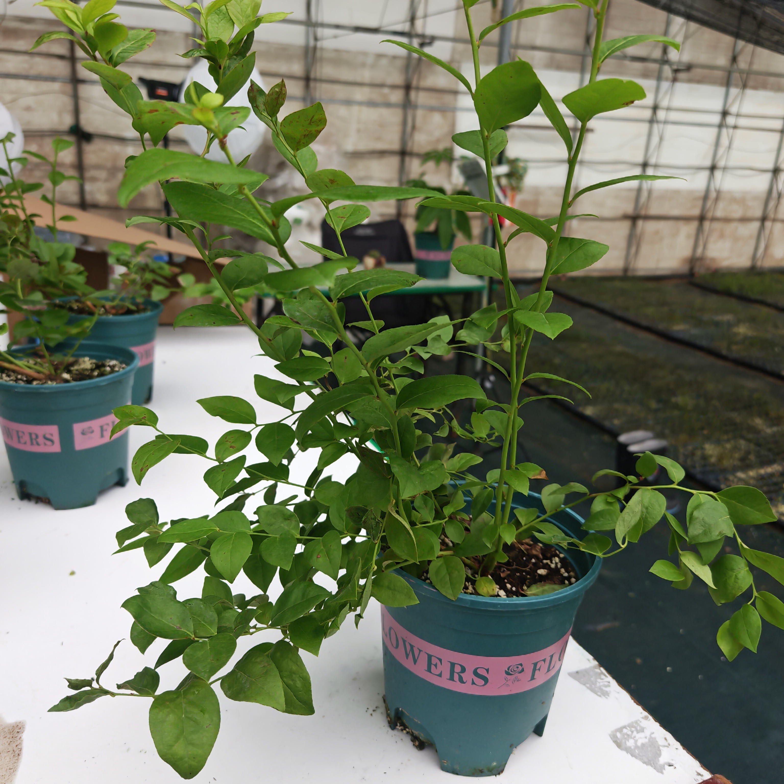 《专属》一加仑大钵F6丰产蓝莓脆香甜苗木花芽已形成大花大碗果苗