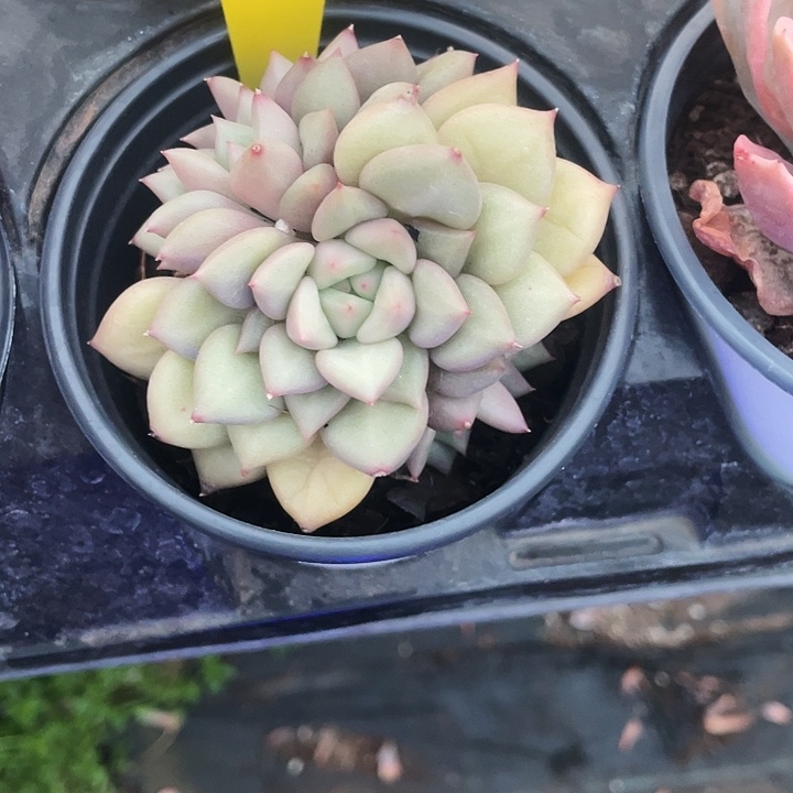 象牙8.8一盆88888888888