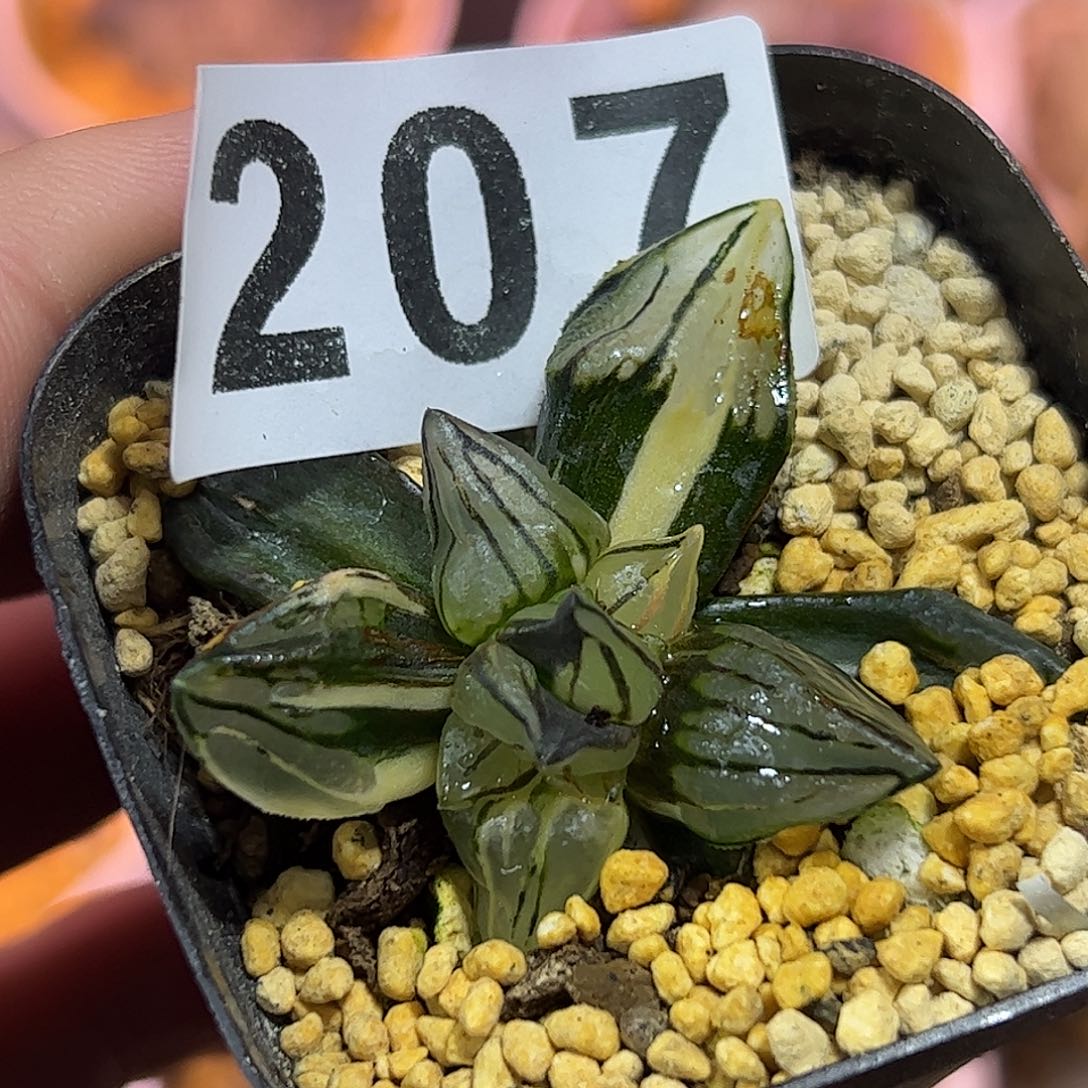 西瓜寿锦十二卷多肉植物