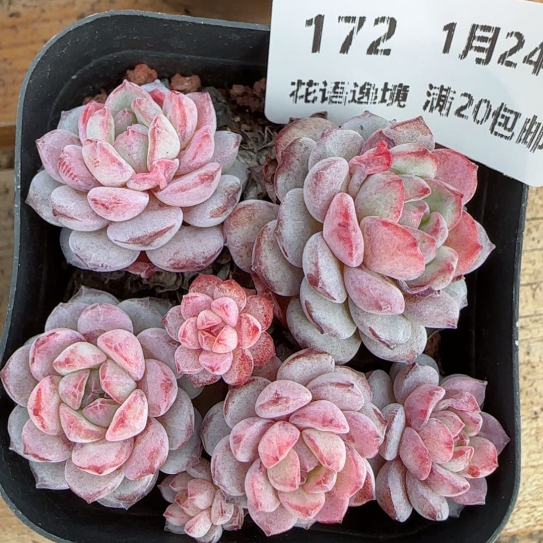 花语逸境0124-172