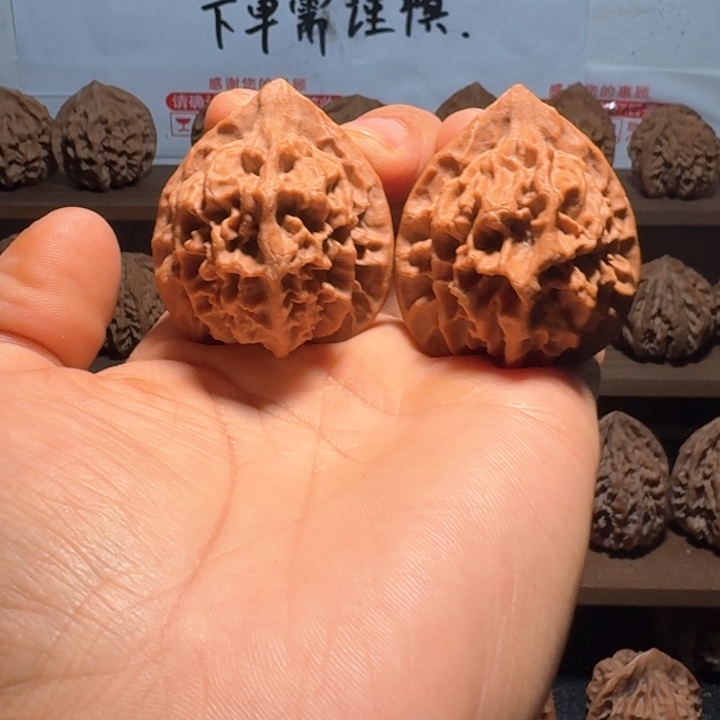 勿***心秦岭野生帝王官帽