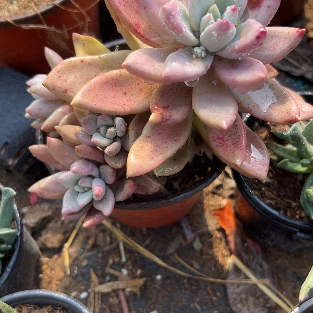 多肉植物多肉植物